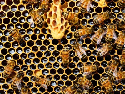 На пасеке под Тверью нашли возбудителей опасного заболевания пчёл - новости ТИА