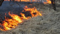 В Твери пожарные более 100 раз выезжали из-за пала сухой травы  - Новости ТИА