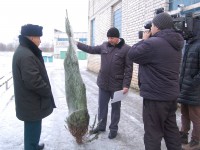 Для продажи в Тверскую область привезли ели из Бельгии - Новости ТИА