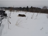 В Тверской области браконьер убил лося - Новости ТИА