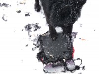 Во Ржеве уличная собака в клочья изгрызла портфель у школьника - Новости ТИА