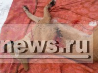 Тверская полиция отказалась возбуждать уголовное дело против живодёра, не увидев в зверском убийстве жестокости - Новости ТИА