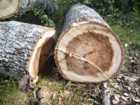 В Тверской области браконьеры за 100 вырубленных деревьев могут сесть на 7 лет - новости ТИА