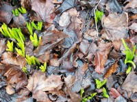 Последствия аномально теплой зимы без снега: под прицелом растения и урожай  - Новости ТИА