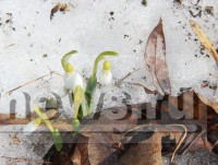 В Твери наступила ботаническая весна: первоцветы "рискнули" расцвести - новости ТИА