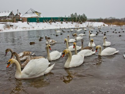 Житель Торопца подсчитал число зимующих в городе лебедей - новости ТИА