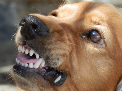 Хозяин агрессивной собаки заплатит штраф  - Новости ТИА