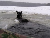 На реке в Тверской области два лося попали в беду - Новости ТИА