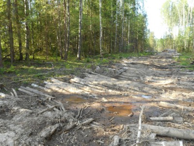 В Тверской области мужчина построил из деревьев дорогу  - Новости ТИА