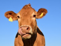 Правительство области: в Кашинском городском округе собираются создать  ферму на 10,8 тысяч голов крупного рогатого скота - новости ТИА