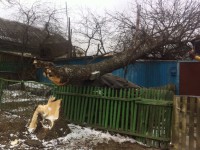 В Твери штормовой ветер повалил старую липу рядом с жилым домом - Новости ТИА