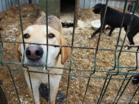 Депутат Дмитрий Нечаев рассказал о планах по решению проблемы безнадзорных животных - Новости ТИА