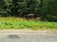 В Тверской области из-за лося автомобиль с детьми опрокинулся в кювет - Новости ТИА