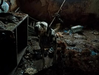 В Тверской области волонтеры пытаются спасти животных из "собачьего ада" - Новости ТИА