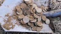 В Тверской области кабаны разрыли клад с монетами - новости ТИА