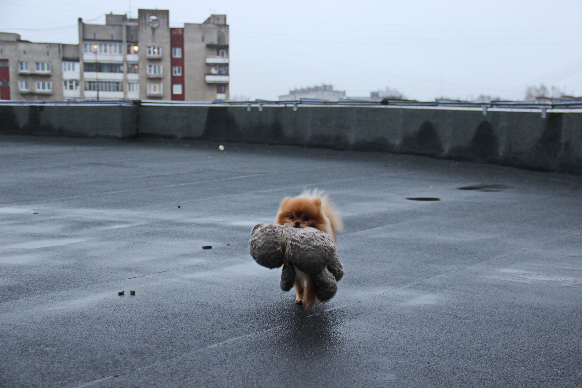 Пёс Фунтик выгуливается на крыше