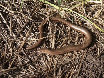 В Конаковском бору водятся редкие ящерицы-змеи - новости ТИА