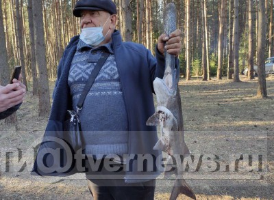 Под Тверью в пруду выловили диковинную рыбу с гигантским носом - Новости ТИА
