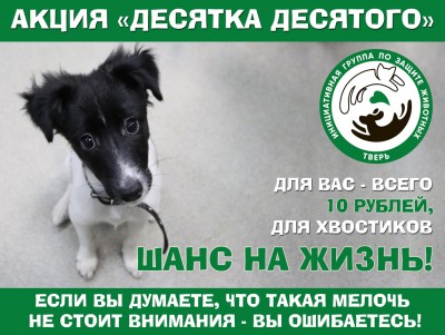 В Твери проходит благотворительная акция в помощь бездомным животным - Новости ТИА