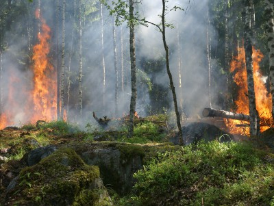 В Тверской области ликвидировали 12 лесных пожаров - новости ТИА