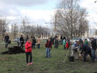 22 апреля высадили яблони и клёны друммонди на набережной Лазури - Новости ТИА