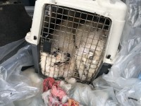 Собаки жирненькие, но почему-то мёртвые: стали известны подробности проверки по погибшим в багажнике машины хаски - Новости ТИА