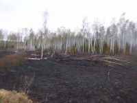 В Тверской области сотрудники МЧС локализовали лесной и торфяной пожары - Новости ТИА