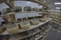 Натуральный сыр без растительного жира и консервантов: холдинг "Афанасий" запустил в Твери собственное сырное производство   - Новости ТИА