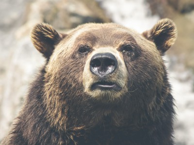 В Тверской области в год разрешено убить почти 650 медведей - Новости ТИА