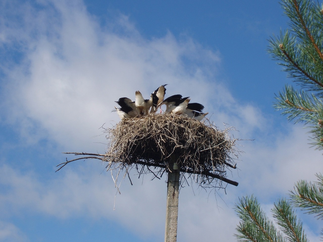 Садовое гнездо для аистов из лозы большое