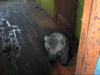 Медвежонка, которого держали на ошейнике в Мурманске, привезут в Тверскую область - новости ТИА