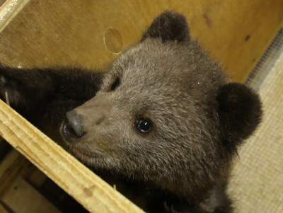 В Центре спасения медвежат у тринадцатого малыша оказалась серьёзная травма - новости ТИА