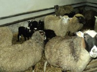 Осужденные Тверской области едят баранину, курятину, цесарок и перепелов - Новости ТИА