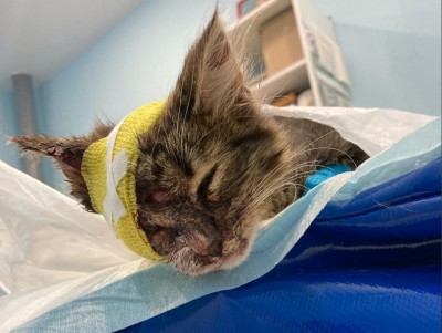 В Твери зоозащитники спасают истерзанного котёнка - новости ТИА