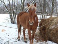 В Тверской области ищут трех украденных лошадей  - новости ТИА