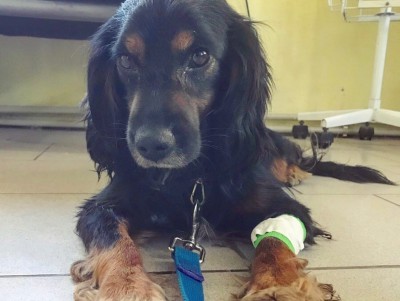 В Твери сообщают о случаях заражения собак от клещей смертельной болезнью - новости ТИА