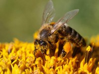 В Тверской области пчёлы заражены клещом - новости ТИА