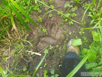 Следы медведя возле деревни - не повод убивать зверя, но в случае угрозы жизни людей животное придётся отстрелить   - Новости ТИА