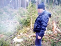 Ранее судимый житель Тверской области нарубил леса почти на три миллиона рублей - новости ТИА
