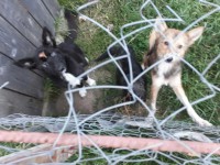 «Собачий концлагерь» возвращается: рамешковские ловцы поменяли название фирмы и снова выходят на отлов бездомных животных - Новости ТИА
