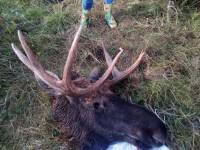 В Тверской области поймали браконьера, убившего взрослого лося - Новости ТИА