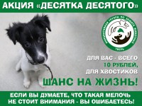 В Твери проходит акция помощи бездомным животным "Десятка десятого"  - новости ТИА