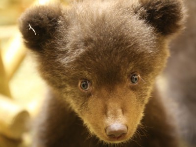 Малыши в Центре спасения медвежат в Тверской области осваиваются в вольере - Новости ТИА