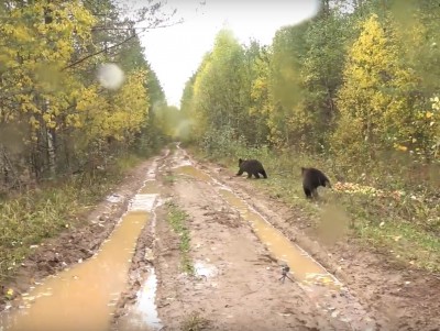 Опубликовано видео выпуска медвежат из тверского центра в Кировской области - новости ТИА