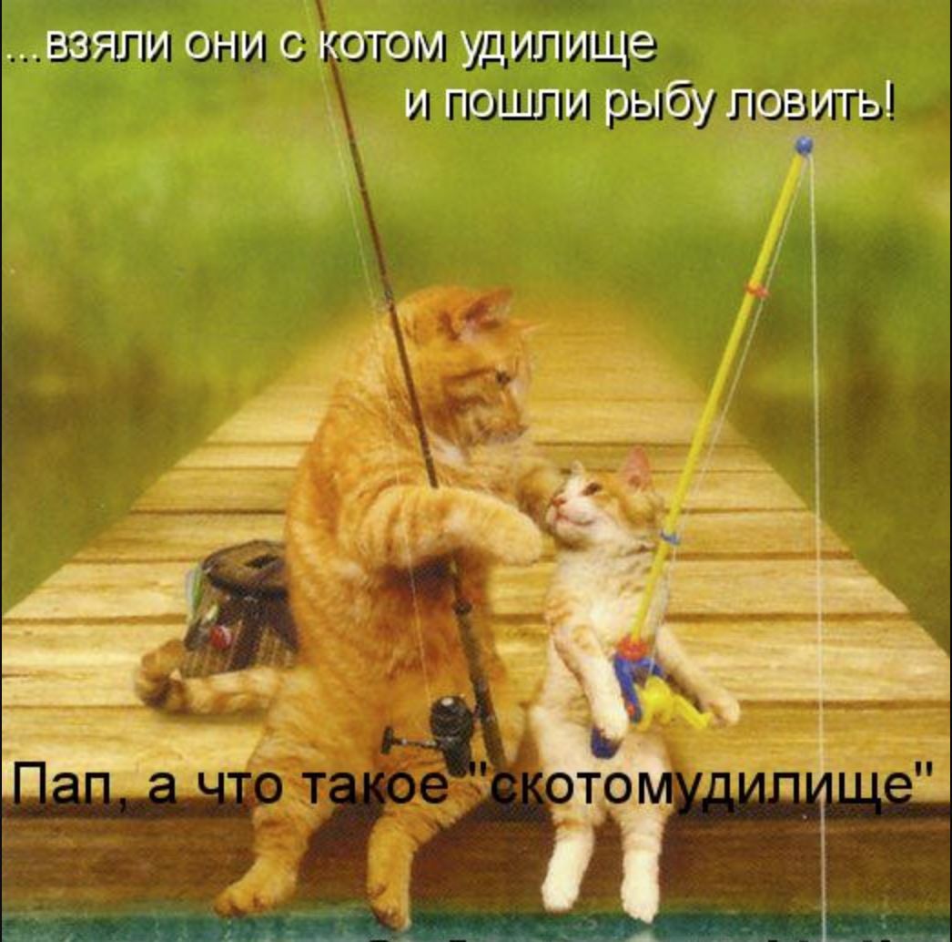 Им обоим весело и легко. Кот с удочкой. Коты на рыбалке. Кот Рыбак. Смешной кот на рыбалке.