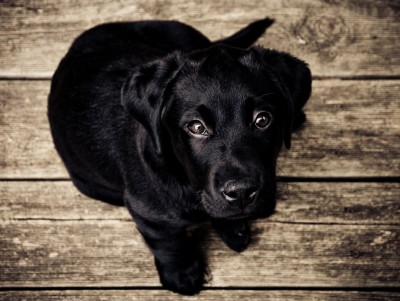 В Твери собака отравилась нейротоксином на улице - новости ТИА