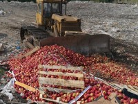 В Тверской области вывезли на помойку 25 тонн санкционных яблок - Новости ТИА