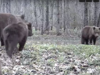 В Центральном заповеднике камера сняла семейство медведей - новости ТИА