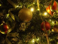 В Роскачестве опубликовали советы по выбору новогодней елки - Новости ТИА