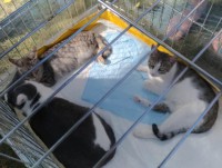 В Твери выброшенным живодёром с 5 этажа кошкам ищут новых хозяев - Новости ТИА